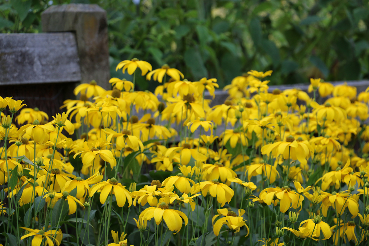 Rudbeckia laciniata Herbststonne (4).jpg